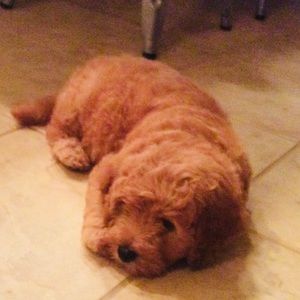 Meet your Posher, Hope